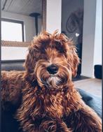 Dekreu labradoodle, Dieren en Toebehoren, Honden | Niet-rashonden, Rabiës (hondsdolheid), Reu, 1 tot 2 jaar, Eén hond