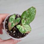 Syngonium red spot tricolor gewortelde stek, Huis en Inrichting, Kamerplanten, Ophalen of Verzenden, Halfschaduw, Minder dan 100 cm