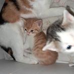 Lieve kittens orange en grij/wit, Dieren en Toebehoren, Katten en Kittens | Raskatten | Langhaar, Meerdere dieren, Ontwormd, 0 tot 2 jaar