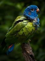 GEZOCHT: Pionus menstruus, Dieren en Toebehoren, Meerdere dieren, Papegaai, Tam