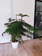 Mooie kamerplant (kamerden), Huis en Inrichting, Ophalen