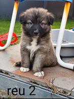 Kruising Duitse herder pups, België, Particulier, 8 tot 15 weken, Groot