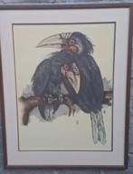Bernard Sluyterman (1900-1999).Litho.  Toekans. 56/71 cm., Antiek en Kunst, Kunst | Litho's en Zeefdrukken, Ophalen
