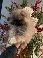 Mini pomeriaan pup / bearface pomerianan, Keeshond, Rabiës (hondsdolheid), Reu, 8 tot 15 weken