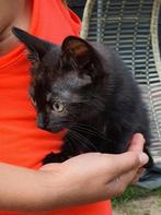 Kitten - lapje - poes, Dieren en Toebehoren, Katten en Kittens | Overige Katten, Meerdere dieren, Kortharig, 0 tot 2 jaar