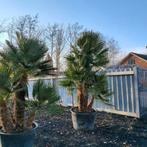 Chamaerops humilis - Europese Dwergpalm (200cm/e1024. g40141, Ophalen of Verzenden, Nieuw