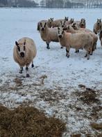 Te koop kerry hills, Meerdere dieren, Schaap, 0 tot 2 jaar