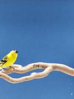 Yarrelsijzen, Dieren en Toebehoren, Vogels | Overige Vogels, Meerdere dieren, Tropenvogel, Geringd