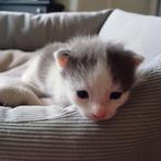 Kittens, 1 grijs/wit poesje beschikbaar, Dieren en Toebehoren