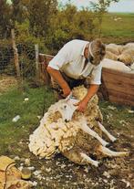 Texel schapenscheren gelopen ansichtkaart ( a492 ), Ophalen of Verzenden, 1980 tot heden, Gelopen, Waddeneilanden