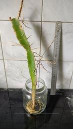 Cactus kamerplant, Ophalen, Zo goed als nieuw