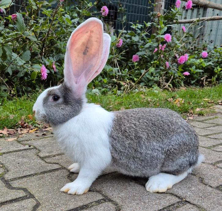 Lieve Duitse reus witoor ram, gevaccineerd, OUDERS ERG GROOT, Dieren en Toebehoren, Konijnen, Groot, Mannelijk, 0 tot 2 jaar