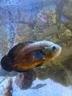 Aquarium roofvis pauwoog (vrouwtje), Dieren en Toebehoren, Vissen | Aquariumvissen, Vis