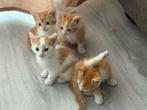 Kittens te koop 50 euro per kat, Dieren en Toebehoren
