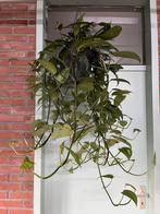 Epipremnum pinnatum ‘Cebu Blue’, Ophalen of Verzenden, Overige soorten, Minder dan 100 cm