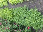 Boerenkoolplanten en andijvie, Tuin en Terras, Planten | Tuinplanten, Ophalen, Zomer, Volle zon