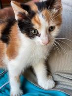 Boerderij kittens, Meerdere dieren, Kortharig, 0 tot 2 jaar
