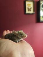 Jonge Rex kleur muisjes, Augustus, Muis, Meerdere dieren, Tam
