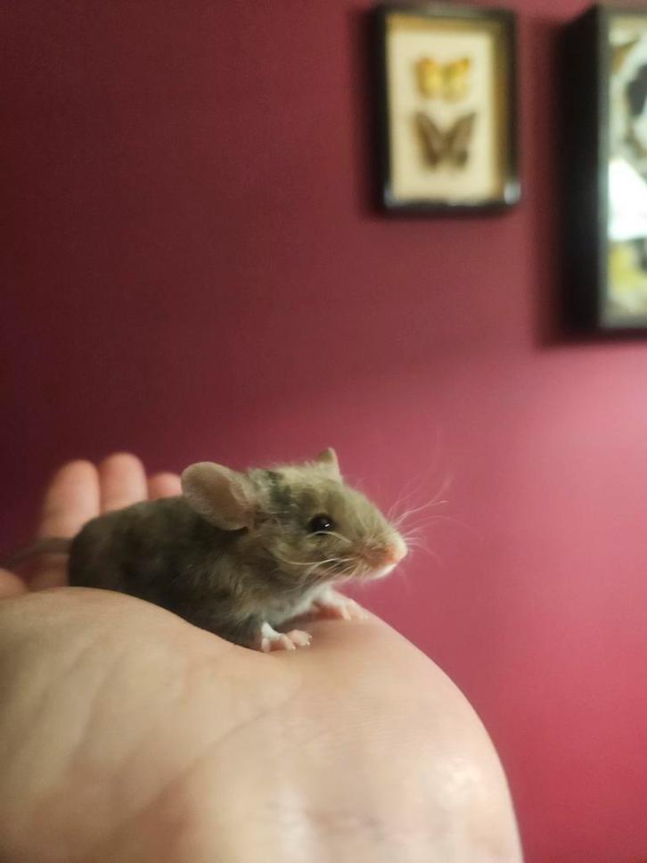 Jonge Rex kleur muisjes, Dieren en Toebehoren, Knaagdieren, Meerdere dieren, Muis, Augustus, Tam