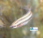 Pracht Gourami, Vis, Zoetwatervis
