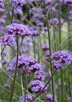 Verbena ijzerhard, Ophalen of Verzenden, Zomer, Overige soorten, Volle zon