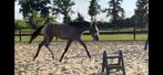Super mooie D pony, Dieren en Toebehoren, Springpony, 0 tot 2 jaar, Onbeleerd, D pony (1.37m tot 1.48m)