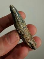 Blauwe holenbeer hoektand fossiel grot mineraal, Verzamelen, Mineralen en Fossielen, Ophalen of Verzenden, Fossiel