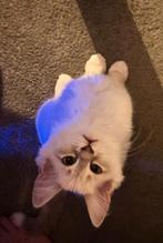 Siberische x Ragdoll kittens (Neva masquerade) nog 2 over, Dieren en Toebehoren, Katten en Kittens | Raskatten | Langhaar, Meerdere dieren