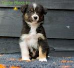 Te koop prachtige Australian Shepherd pups, Overige rassen, 8 tot 15 weken, Meerdere, Meerdere dieren
