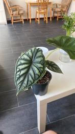 Alocasia, Huis en Inrichting, Kamerplanten, Ophalen of Verzenden