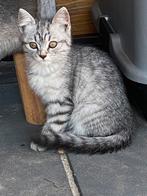 Mooie kittens kruising britse korthaar, Meerdere dieren