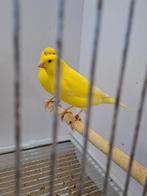 Twee Kleurkanaries Geel (man), Dieren en Toebehoren, Mannelijk