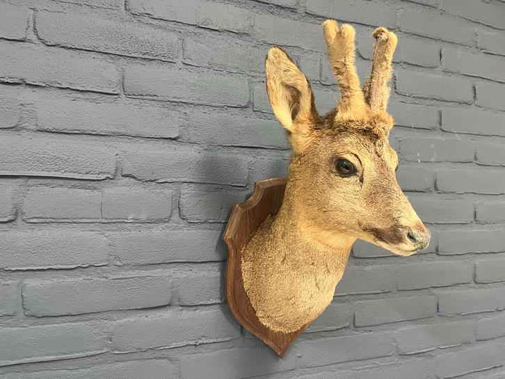 Opgezette hertenkop op schild, Antiek en Kunst, Antiek | Woonaccessoires, Ophalen of Verzenden
