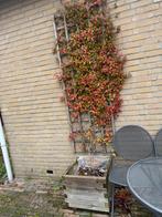 Toscaanse Jasmijn Rose met plantenbank, Tuin en Terras, Planten | Bomen, Ophalen, Volle zon, Overige soorten, 100 tot 250 cm