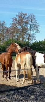 spaanse ruin project of super weidemaatje, Dieren en Toebehoren, Paarden, Ruin, Recreatiepaard