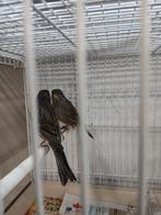 Kanaries koppel., Meerdere dieren, Zangkanarie