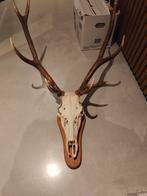 Geweitrofee - Hertenkop op Houten Plaat, Ophalen of Verzenden