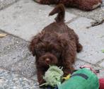 Kruising Shih tzu pups, Dieren en Toebehoren, Honden | Niet-rashonden, CDV (hondenziekte), 8 tot 15 weken, Meerdere, Meerdere dieren