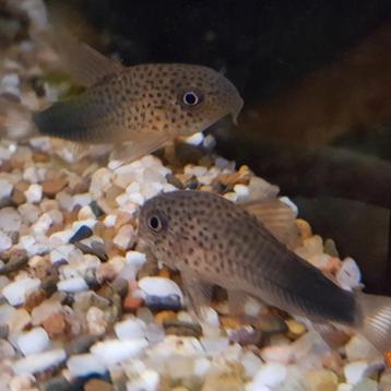 Corydoras similis beschikbaar voor biedingen