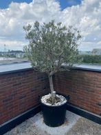 2 prachtige olijfbomen, Lente, 100 tot 250 cm, Olijfboom, Ophalen