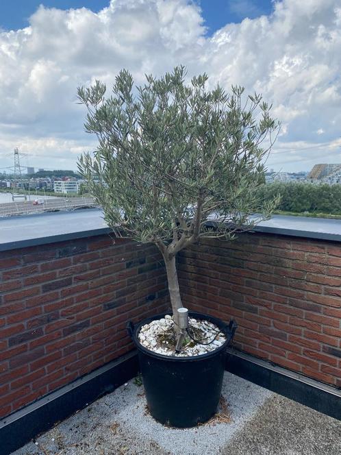 2 prachtige olijfbomen, Tuin en Terras, Planten | Bomen, Olijfboom, 100 tot 250 cm, Volle zon, Lente, In pot, Ophalen