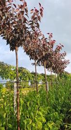 Japanse sierkers prunus royal burgundy rood blad, Tuin en Terras, Ophalen, In pot, Volle zon, Overige soorten