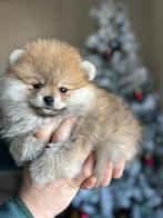 Pomeriaan pup’s, Dieren en Toebehoren, België, Particulier, 8 tot 15 weken, Meerdere