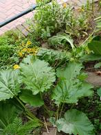 rabarberplant, Ophalen, Zomer, Volle zon