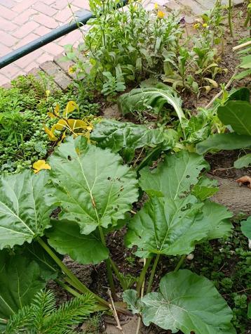 rabarberplant beschikbaar voor biedingen