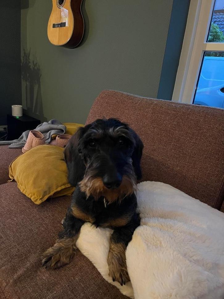 Lieve stoere Dekreu teckel standaard ruwhaar, Dieren en Toebehoren, Honden | Dekreuen, Reu, Particulier, Eén hond, Nederland, 3 tot 5 jaar