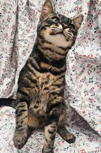 Imposante Charcoal bengaal kater 1 jaar oud evt als dekkater, Kater, Gechipt, 0 tot 2 jaar