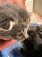 Kittens NOG ÉÉN ZWART KATERTJE BESCHIKBAAR, Dieren en Toebehoren, Katten en Kittens | Overige Katten, Meerdere dieren