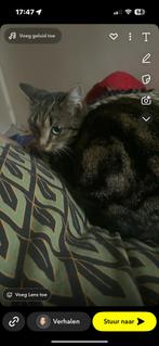 Nieuw huisje gezocht!, Dieren en Toebehoren, Poes, Kortharig, 3 tot 5 jaar