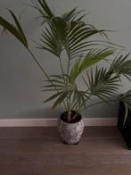 Mooie kamerplant met pot!, Ophalen, 100 tot 150 cm, Palm, Halfschaduw